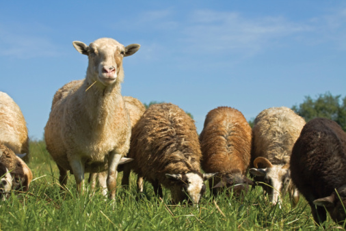 Group of Sheep