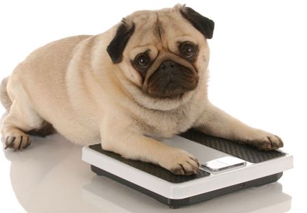 Obese dog on scales