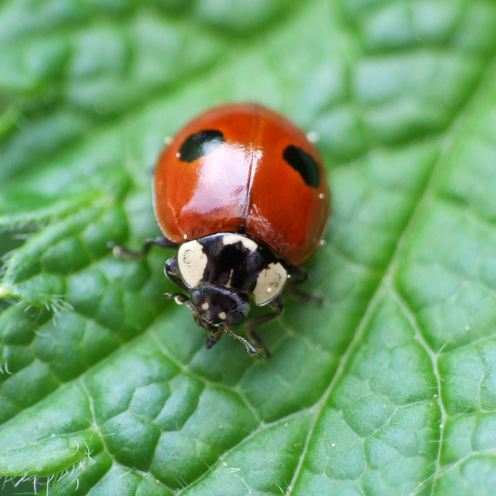 9 Amazing Facts About Ladybirds Love The Garden