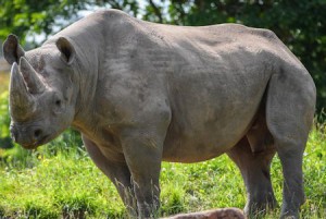 Black Rhino