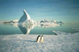Rothera penguins