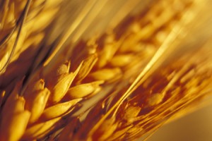 Wheat