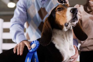 Crufts