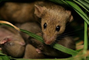 mouse nest