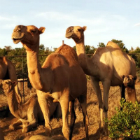 Camels in Kenya