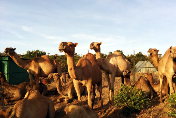 A herd of camels in Kenya