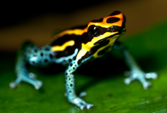 A poison dart frog