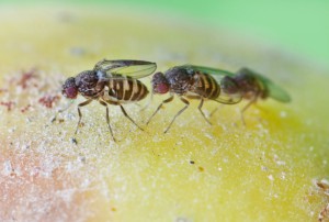 Three fruit flies
