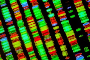 DNA sequence