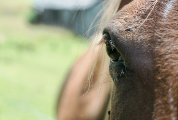 Close-up shot of a horse