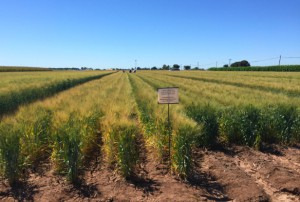 Wheat field