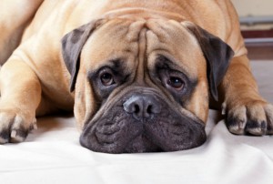 Fat dog
