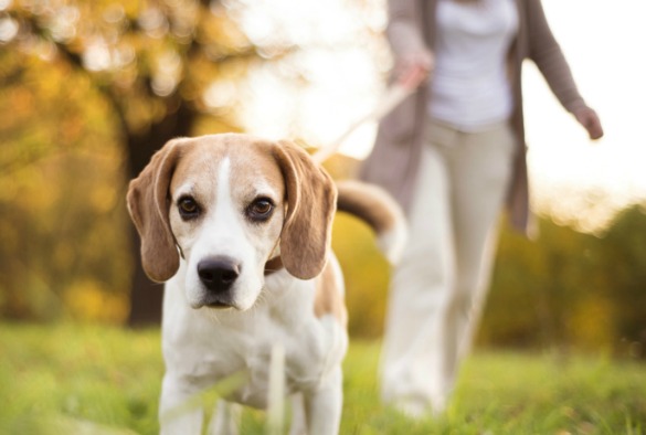 Want A Pet Dog? It's All In Your Genes! - Science