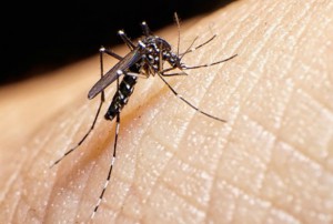 aedes mosquito