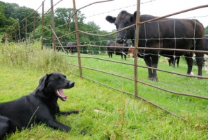 cow looking at cattle through a fence