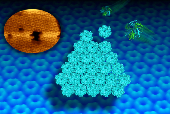 Proteins self-assemble into a honeycomb-like tiled pattern
