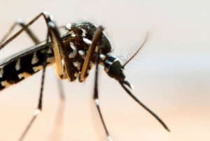 Zika mosquito