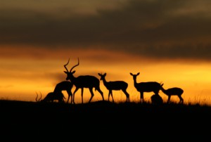 Impala antelopes in silhouette against the sunset.