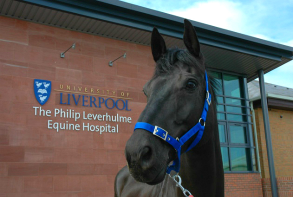 Horse outside the Philup Leverhulme Equine Hospital