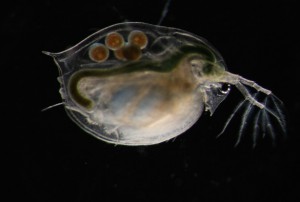 Water flea (Daphnia magna)
