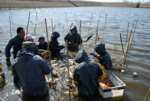 Sampling fish in China