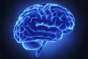 Brain