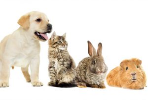 kitten and puppy and bunny