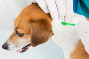 Dog getting a tick removed