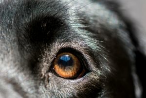 Close up of a dog's eye