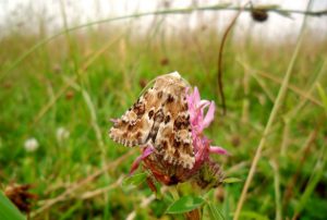 The Dusky Sallow moth, Eremobia ochroleuca