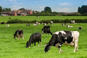 Cows in a field