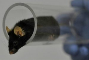 mouse in plastic tunnel
