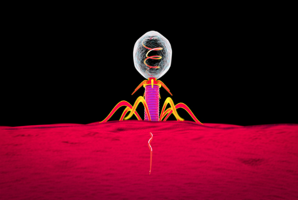 Phage on a bacterial cell