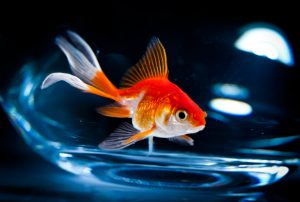 A goldfish