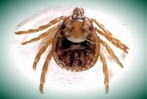 read “Adult female Dermacentor tick