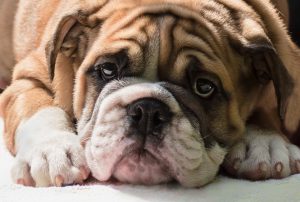 Bull Dog
