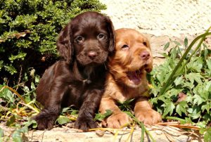 Puppies