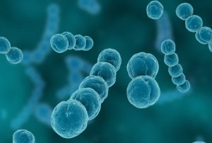 Streptococcus
