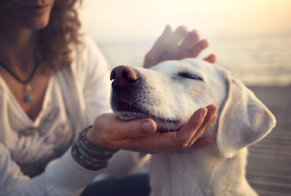 New study highlights the impact companion animals have on owners - News -  University of Liverpool
