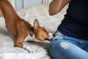 small dog biting a person's jeans