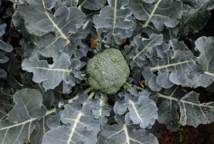 Close up of a brassica plant