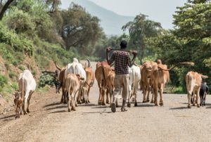 Livestock in road in Africa