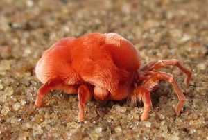 a velvet mite
