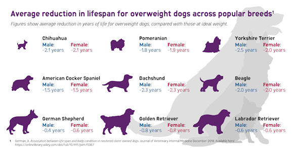 Pet obesity impact on lifespan