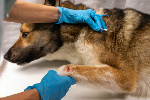 A dog receiving treatment for a leg wound