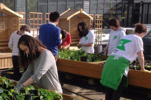 Green Guild Roof Garden