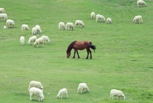 A horse grazing in a field with sheep