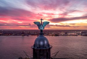 Liver Bird