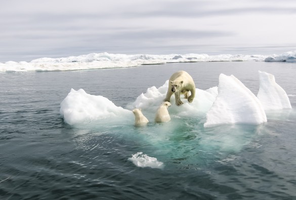 Polar bears on arctic sea ice