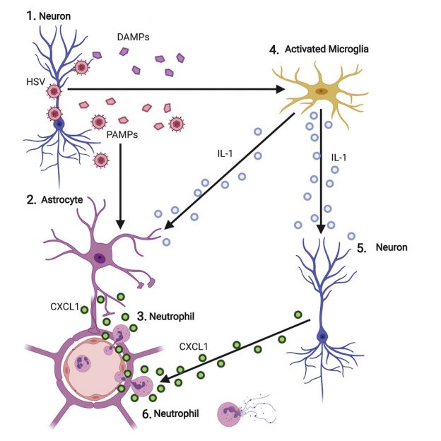 Researchers identify key role of immune cells in brain infection - News ...